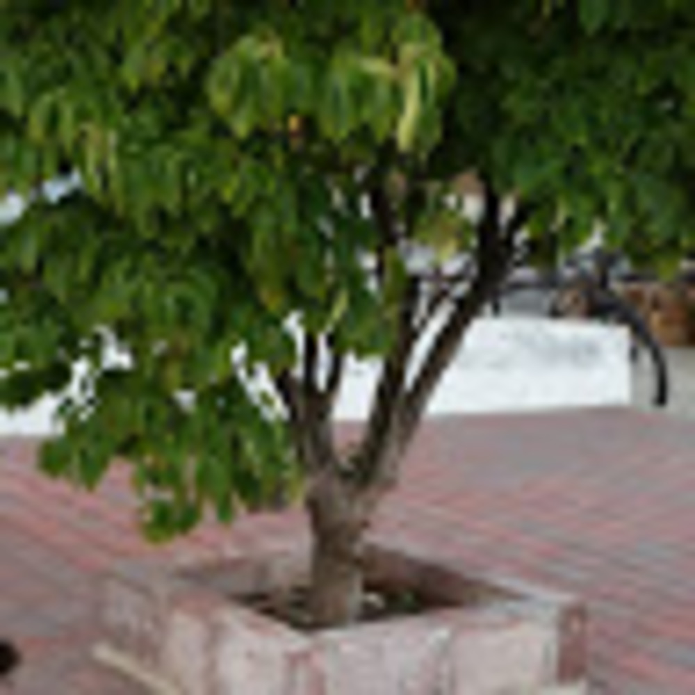 Meet your Posher, Rabi